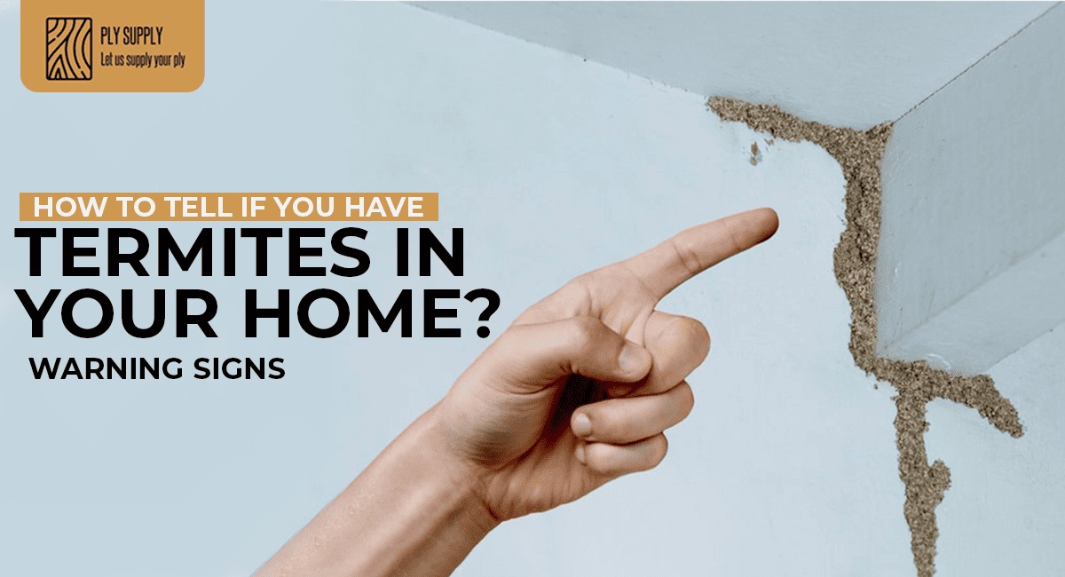 How Do you Check for Signs of Termites in House Timbers?